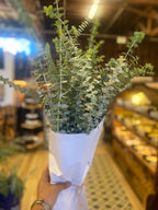 Eucalyptus Shower Bundle