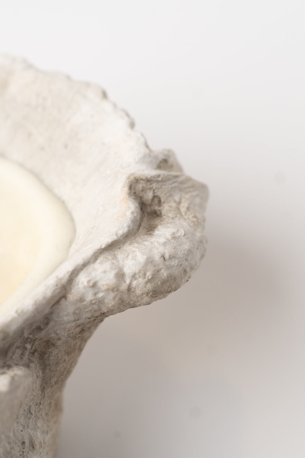 Coastal Conch