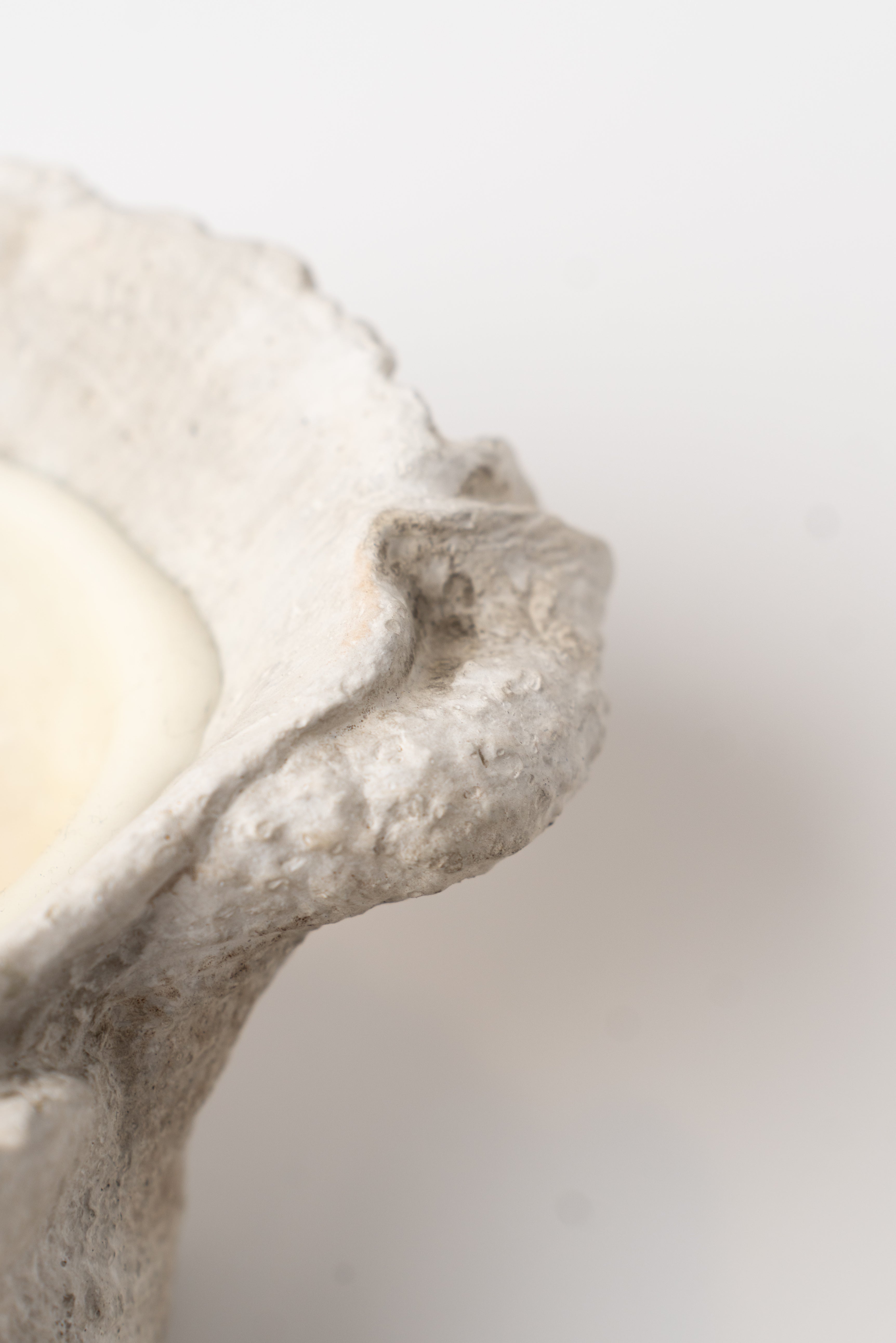 Coastal Conch