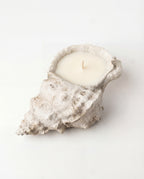 Coastal Conch