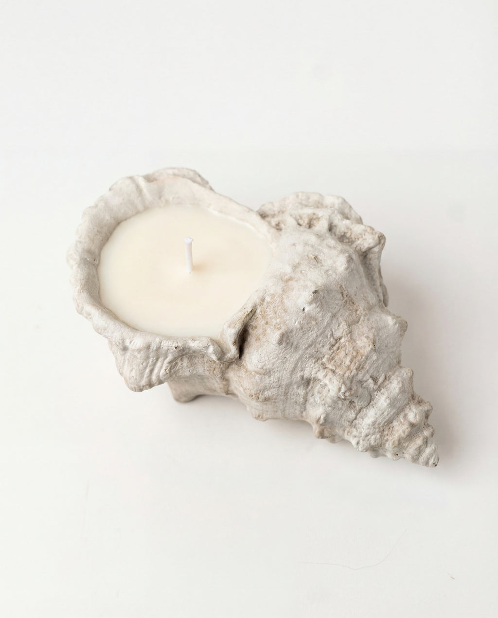 Coastal Conch