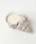 Coastal Conch