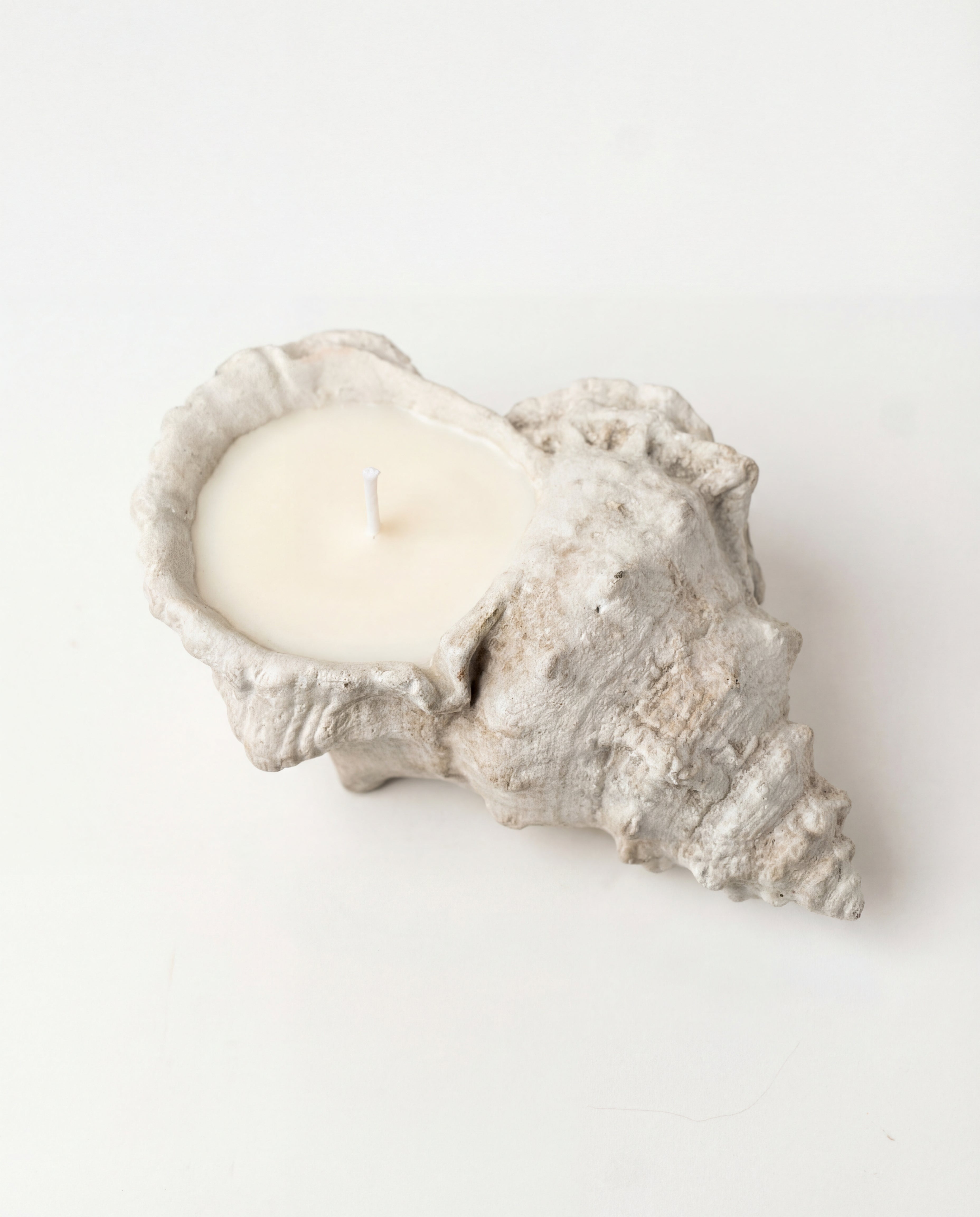 Coastal Conch